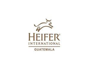 Heifer Guatemala
